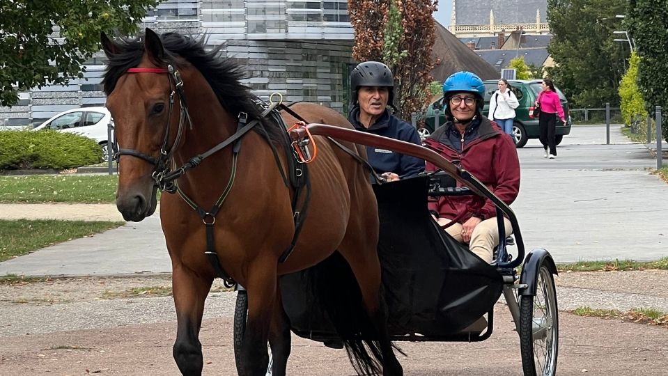 Un trotteur réformé mené en attelage de loisir
